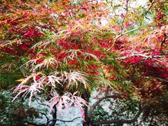 -香山公园