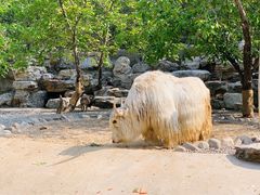-北京野生动物园