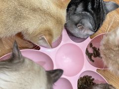-COLOR PETS 撸猫馆·购猫·猫咖(长风大悦城店)