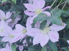 -祥源·阜阳生态乐园