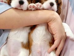-萌宠之家·腊肠犬·马尔泰·小体犬舍
