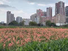 -大亚湾红树林城市湿地公园