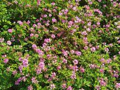 -武汉紫薇都市田园