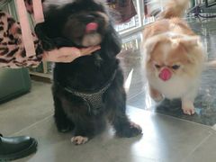 -宠爱国际动物医院(德胜门店)