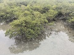 -北海金海湾红树林生态旅游区