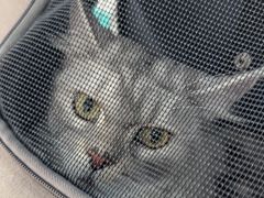 -天使宠物医院·犬猫分诊(彩虹店)