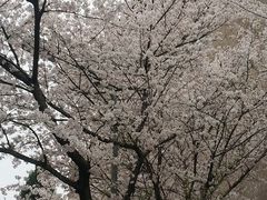 -武汉大学-樱园