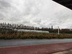 -上海长兴岛郊野公园