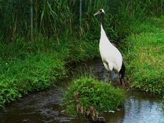 -钏路市丹顶鹤自然公园