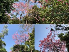 -火炉山森林公园