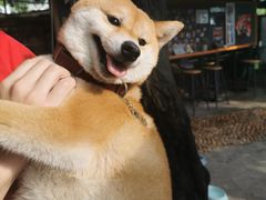 -柴犬高等学院·狗咖·柴犬售卖·宠物训练