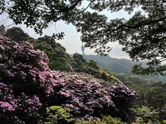 -梧桐山风景名胜区