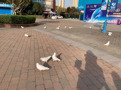 -海合安武汉极地海洋公园