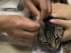 -艾贝尔宠物诊疗