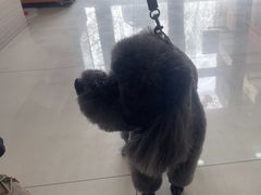 -天宠宠物医院24小时·急重症诊疗中心·全科·腔镜特色(和平分院)