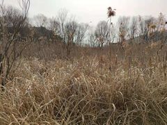 -西湖风景区-江洋畈生态公园