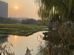 -洋湖国家湿地公园