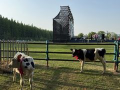 -黄海国家森林公园