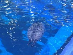 -海合安青岛极地海洋公园