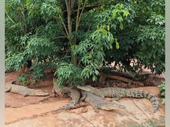 -海南热带野生动植物园