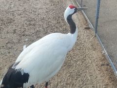 -盐城丹顶鹤湿地生态旅游区