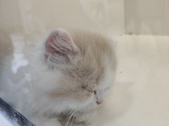 -小猫来了·猫舍(红山六九七九店)