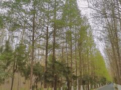 -合肥滨湖国家森林公园