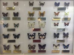 -上海昆虫博物馆