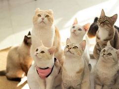 -Heymao猫咖.咖啡厅(东门店)