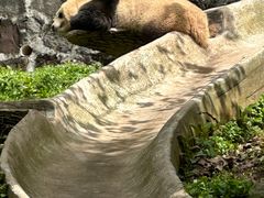 -都江堰中华大熊猫苑