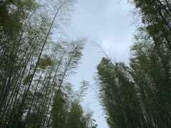 -蜀南竹海景区