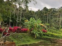 -海南槟榔谷黎苗文化旅游区