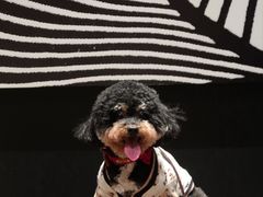 -成都尼依格罗酒店