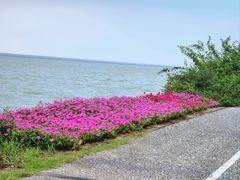 -贡湖湾湿地公园