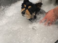 -PETKIT 小佩宠物·低压洗护·美容·寄养(安远店)