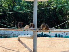 -西霞口神雕山野生动物世界