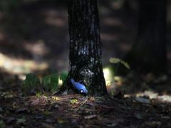 -五营红松林海景区