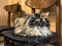 -雪月花(长江北路店)