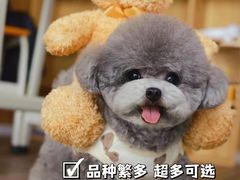 -萌宠之家·腊肠犬·马尔泰·小体犬舍