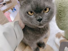 -喵园·猫主题咖啡厅·撸猫·猫咖(国贸店)