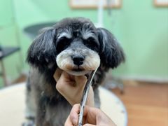 -鑫艺宠物美容培训学校