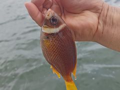 -鑫艋游艇海钓俱乐部
