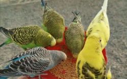 -萌宠亲子动物乐园(槐房万达店)