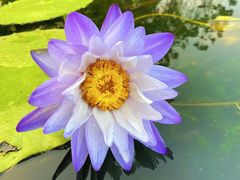 -中国科学院华南植物园