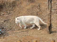 -石家庄市动物园