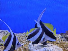 -洛阳龙门海洋馆