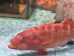 -阿伟海鲜楼·福建菜(延寿店)