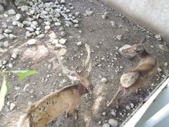 -青峰峡国家森林公园