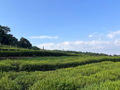-中国茶叶博物馆(双峰馆区)