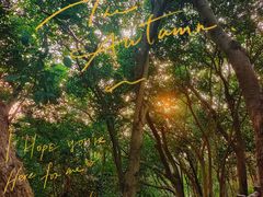 -上海佘山国家森林公园天马山园